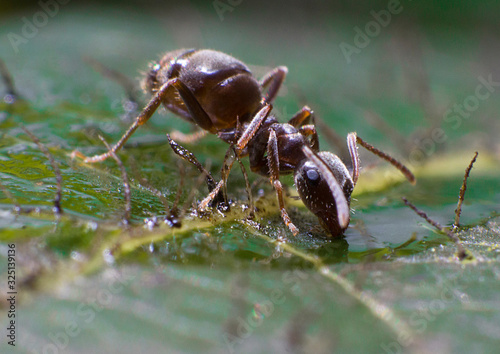 Close up macro photography of an ant © John