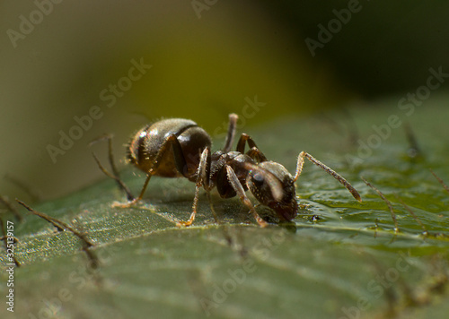 Close up macro photography of an ant