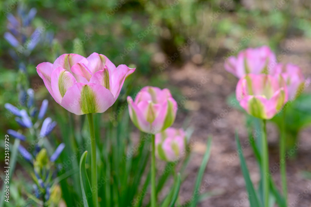 Tulips Tulips