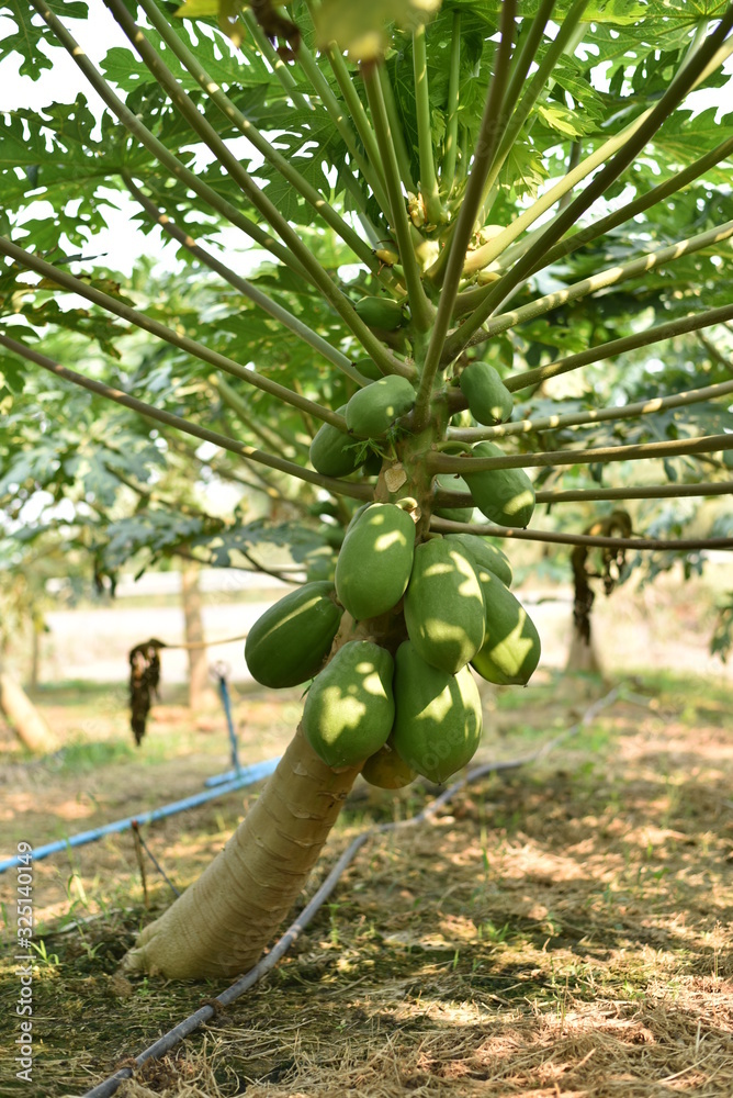 papaya fruit on papaya tree in farm.