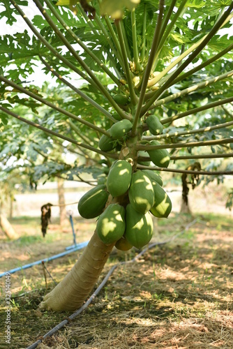 Obraz na płótnie papaya fruit on papaya tree in farm. w salonie
