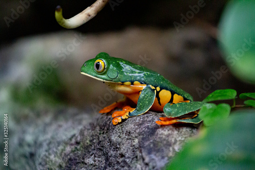Costa Rica Rainforest frog