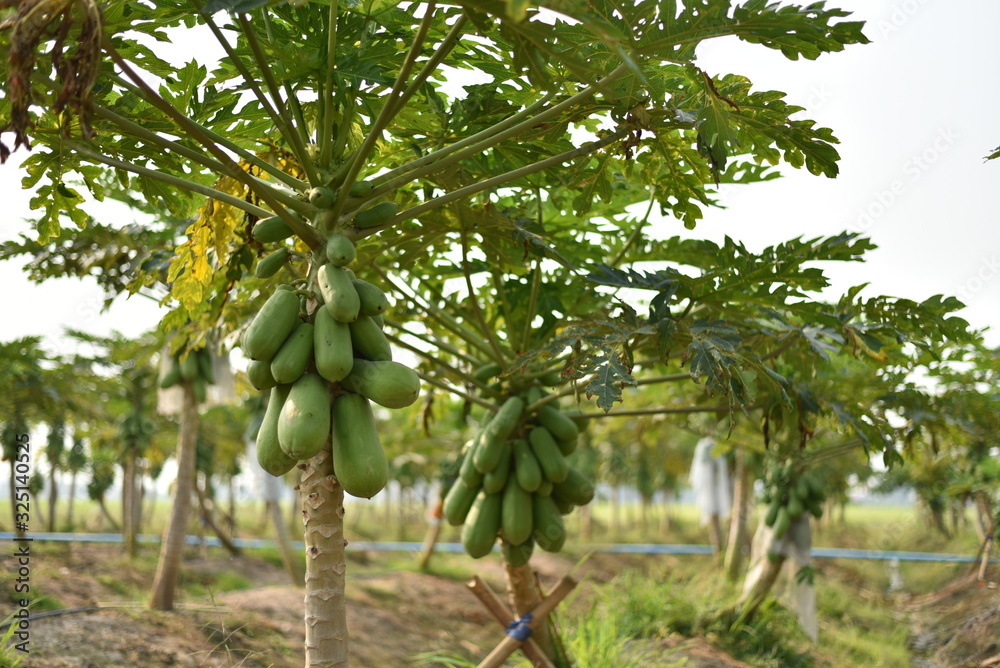 papaya fruit on papaya tree in farm.