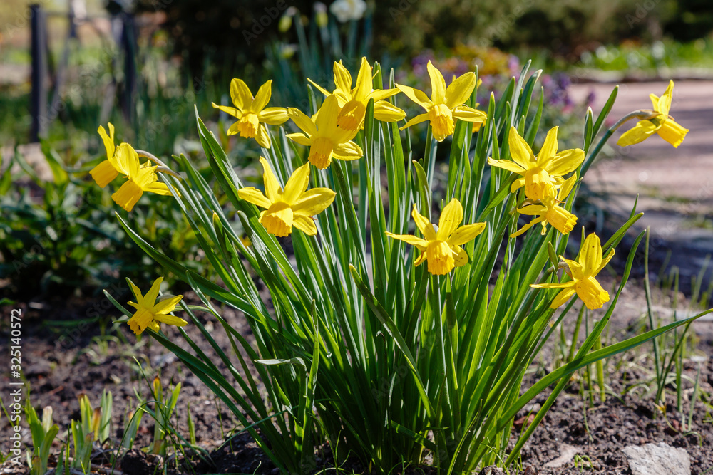 Fototapeta premium Narcissus (lat. Narcissus) is a genus of plants of the family amaryllidaceae. Narcissus flowers blooming in garden