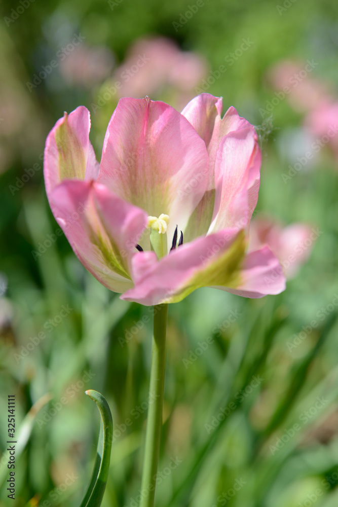 Tulips Tulips