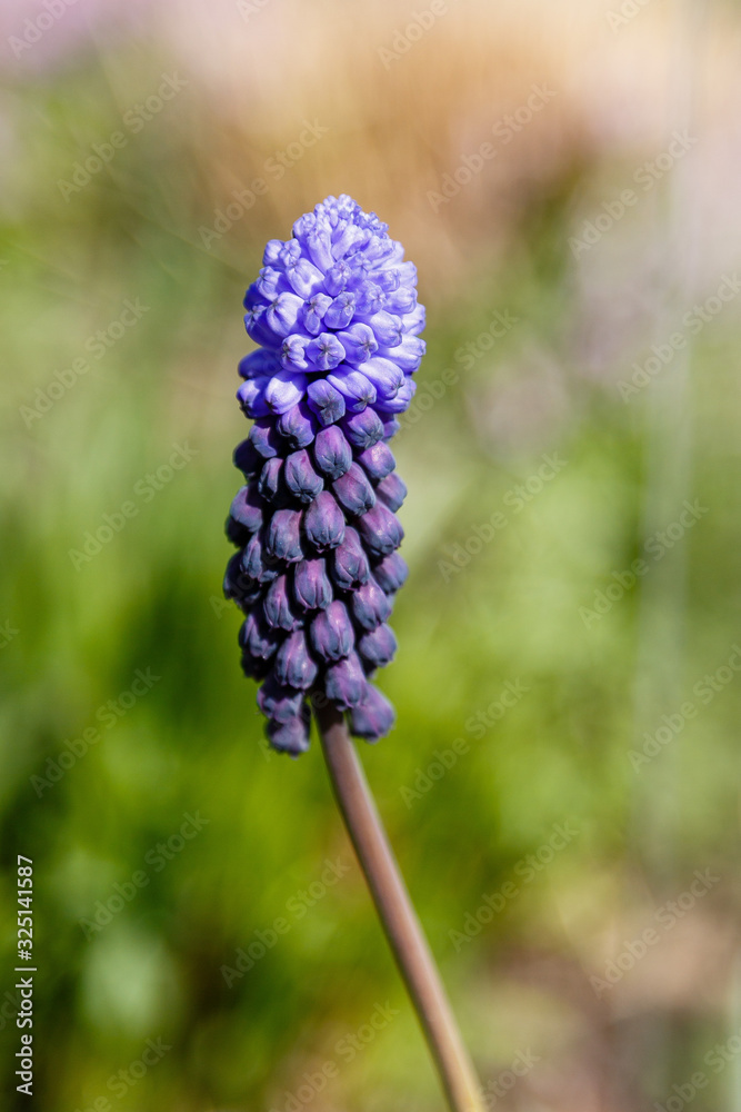 Muscari latifolium Kirk is spring bulbous flowers in garden Muscari latifolium Kirk is spring bulbous flowers in garden