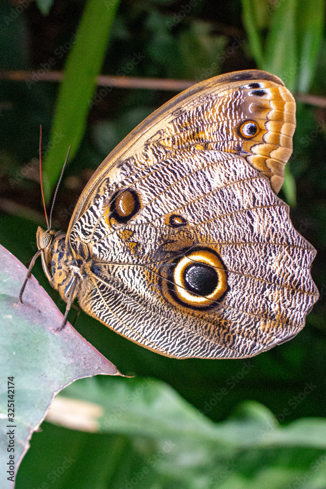 Fototapeta premium Morphos butterfly