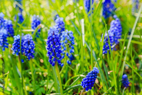Muscari flowers  Muscari armeniacum  Grape Hyacinths spring flowers blooming in april and may. Muscari armeniacum plant with blue flowers.