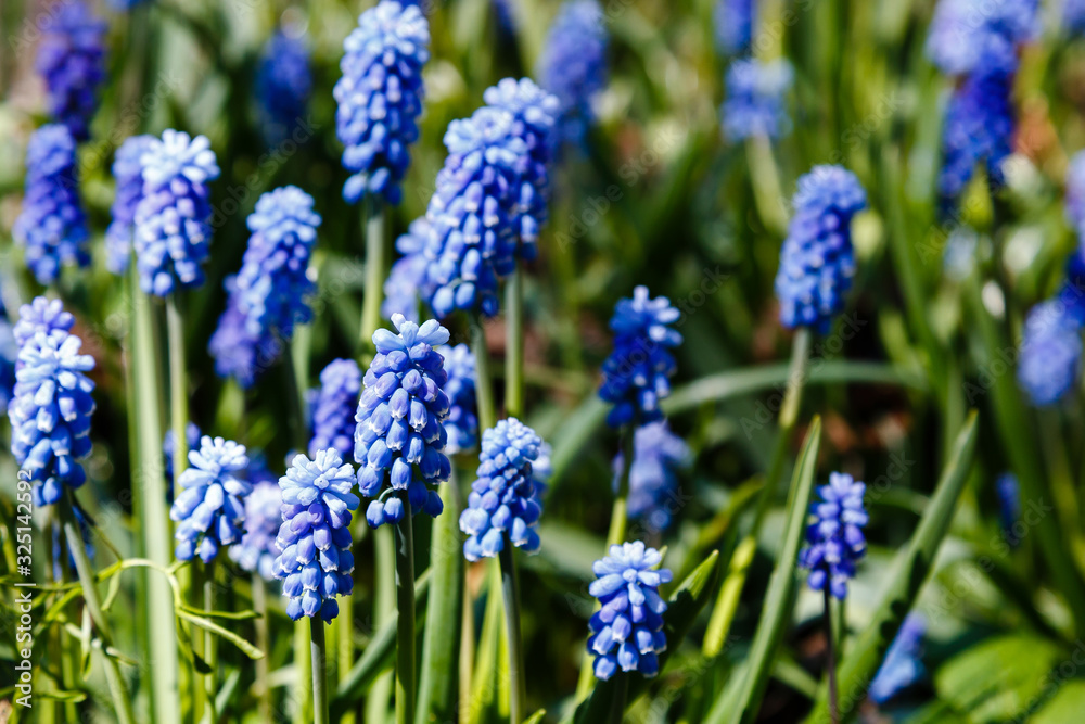 Muscari flowers, Muscari armeniacum, Grape Hyacinths spring flowers blooming in spring. Growing early flowering bulbous plants in the garden Muscari flowers, Muscari armeniacum, Grape Hyacinths spring flowers blooming in spring. Growing early flowering bulbous plants in the garden