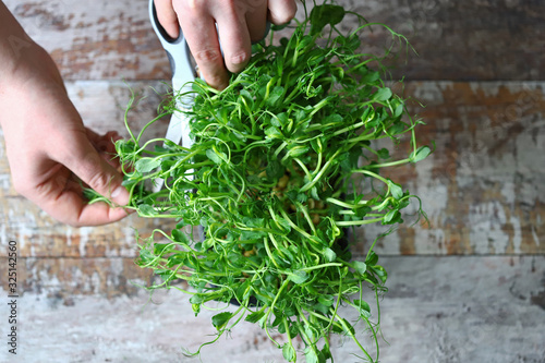 Selective focus. Man’s hands cut micro-greens with scissors. Fresh juicy sprouts of peas. Trace elements. Superfoods.