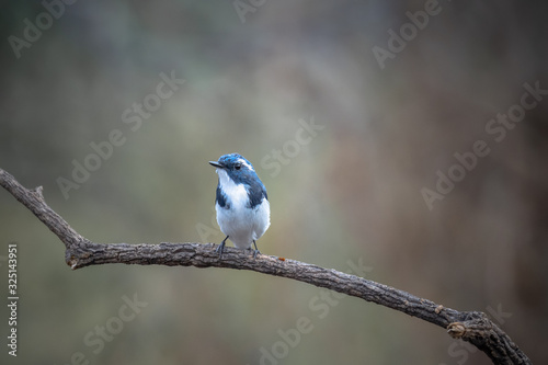 A portrait of a Beautiful Blue Bird, Ultramarine Flycatcher, perching on branch...