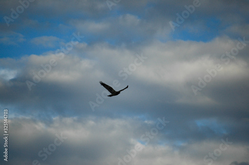 Swainson's Hawk Soaring in the Sky