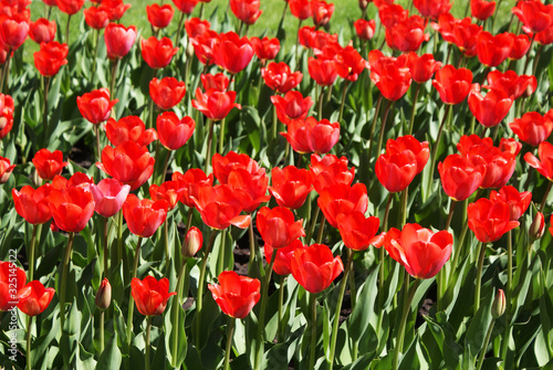 Multi-colored tulips in the park, flowers in the garden, spring.