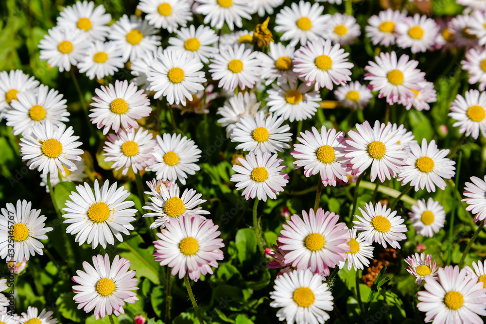 Flowering of daisies. Wild Bellis perennis flowers, white blossoms with yellow center. Common daisies close up. Lawn daisy or English daisy blooming in meadow. Asteraceae family. Flowering of daisies. Wild Bellis perennis flowers, white blossoms with yellow center. Common daisies close up. Lawn daisy or English daisy blooming in meadow. Asteraceae family.