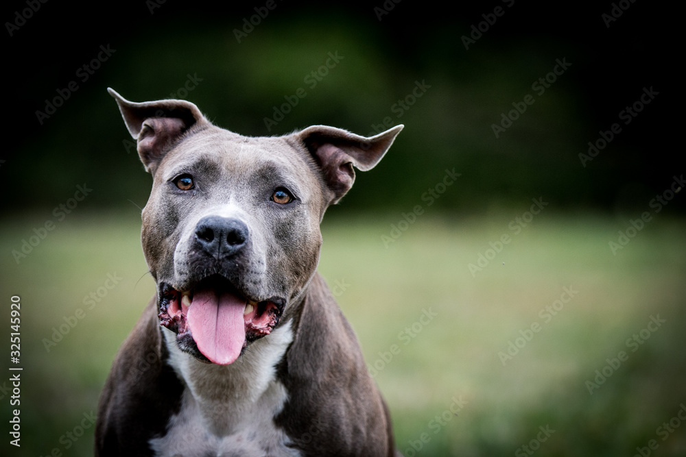 american staffordshire terrier puppy posing otside in the park.