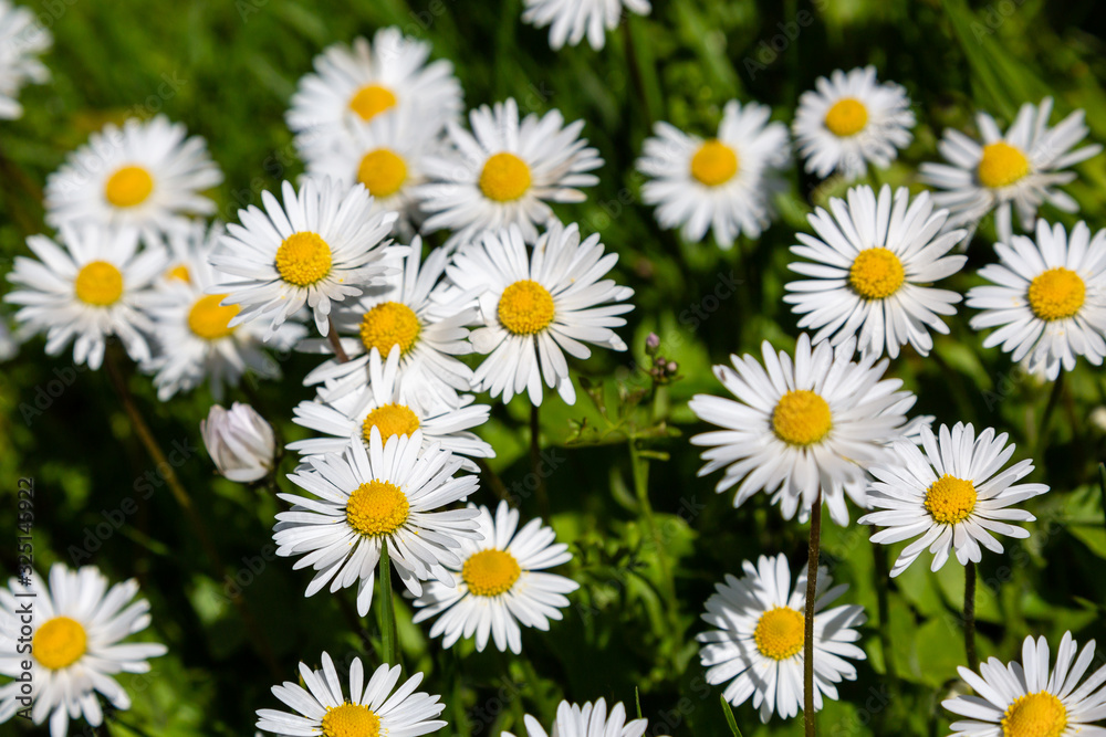 Flowering of daisies. Wild Bellis perennis flowers, white blossoms with yellow center. Common daisies close up. Lawn daisy or English daisy blooming in meadow. Asteraceae family. Flowering of daisies. Wild Bellis perennis flowers, white blossoms with yellow center. Common daisies close up. Lawn daisy or English daisy blooming in meadow. Asteraceae family.