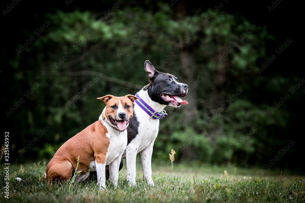 american staffordshire terrier puppy posing otside in the park.