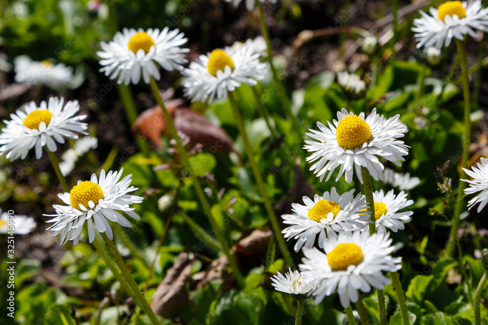 Flowering of daisies. Oxeye daisy, Leucanthemum vulgare, Daisies, Dox-eye, Common daisy, Dog daisy, Moon daisy. Gardening concept Flowering of daisies. Oxeye daisy, Leucanthemum vulgare, Daisies, Dox-eye, Common daisy, Dog daisy, Moon daisy. Gardening concept