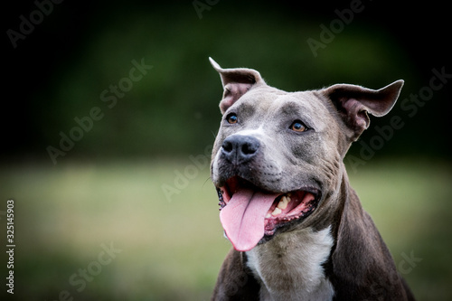 Print op canvas american staffordshire terrier puppy posing otside in the park.