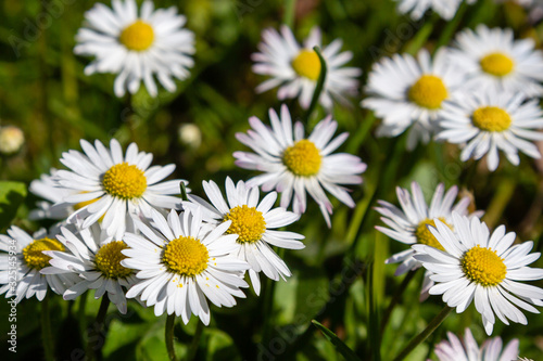 Flowering of daisies. Wild Bellis perennis flowers, white blossoms with yellow center. Common daisies close up. Lawn daisy or English daisy blooming in meadow. Asteraceae family.