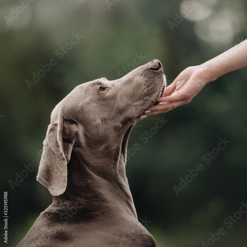 weimaraner posing outdoors in summer with owner touching the dog
