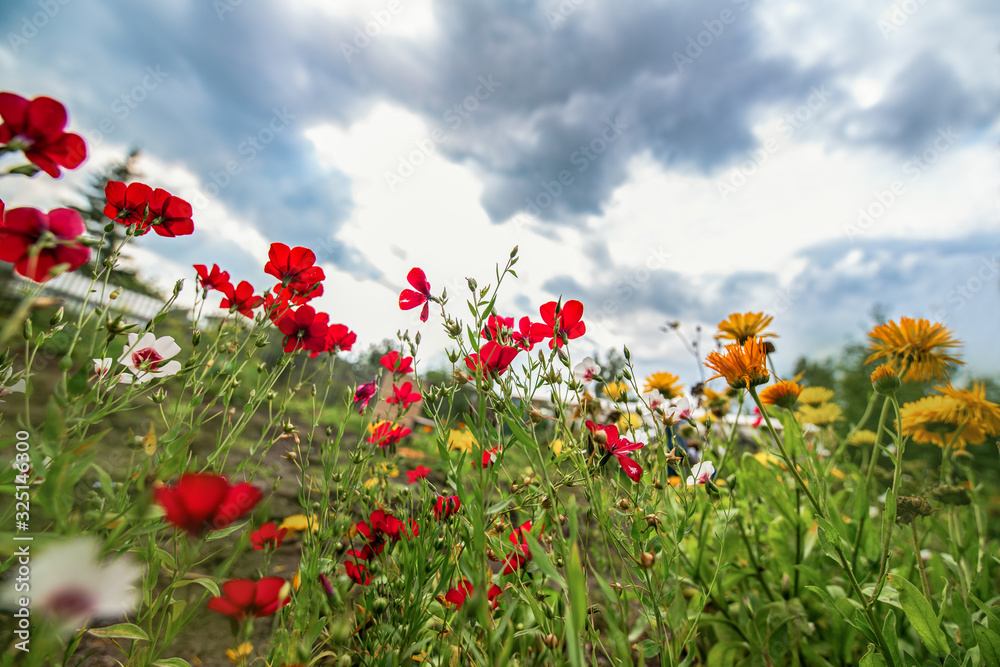 Flowers. Many beautiful flowers at sunset against a gloomy dark blue sky, a view from below on a wide-angle lens.  Picturesque landscape