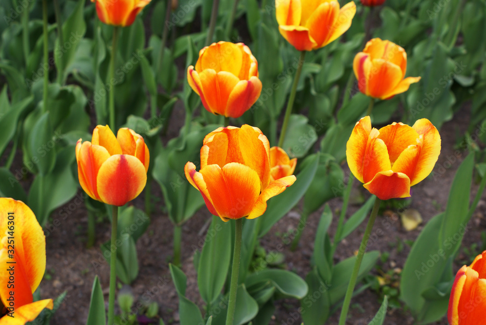 Multi-colored tulips in the park, flowers in the garden, spring.
