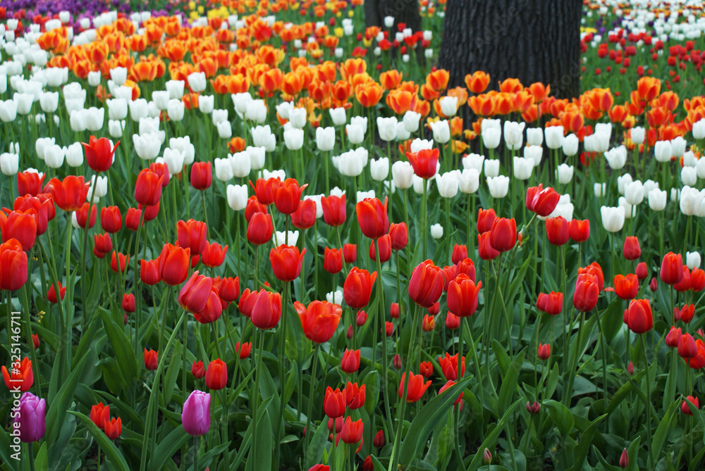 Multi-colored tulips in the park, flowers in the garden, spring.