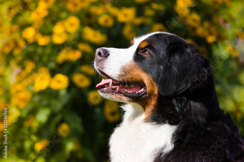 Happy bernese mountain dog in beautiful spring flowerd field. Spring flovers and dog. © Evelina