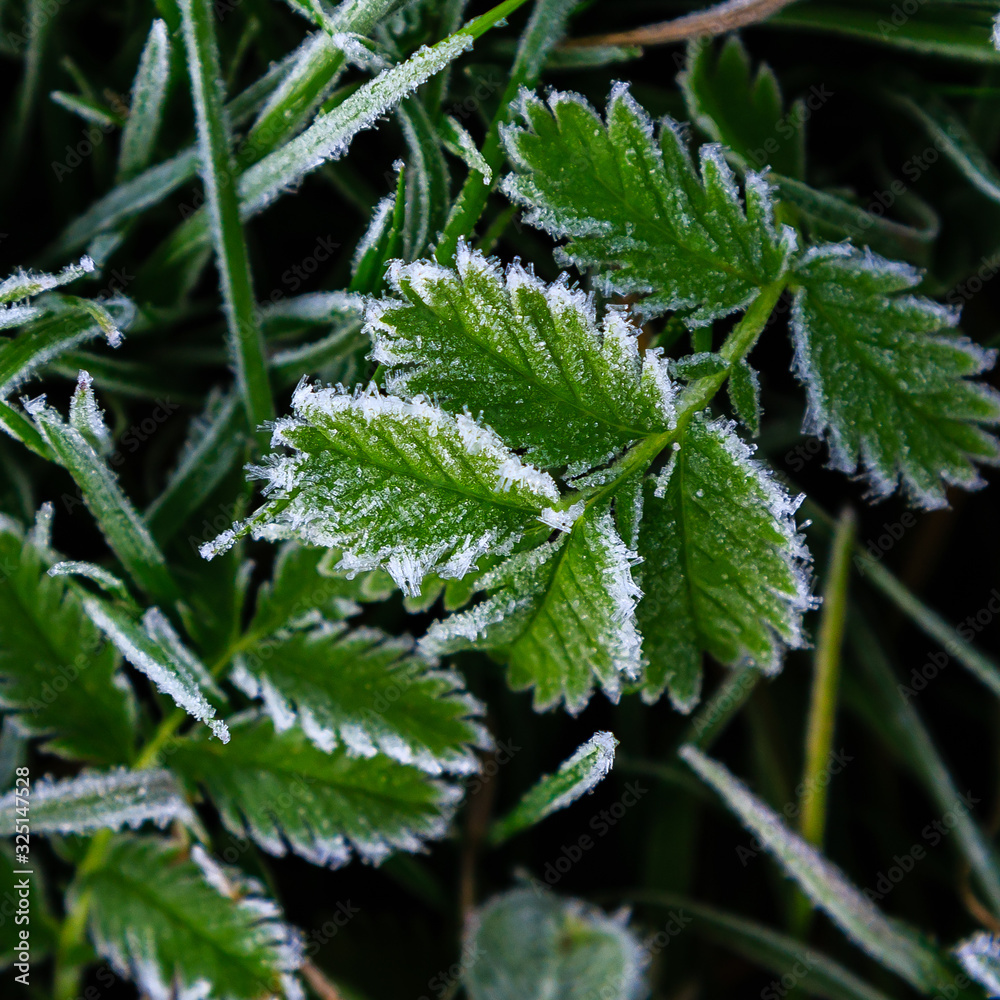 Autumn leaves covered with frost on a autumn background Autumn leaves covered with frost on a autumn background