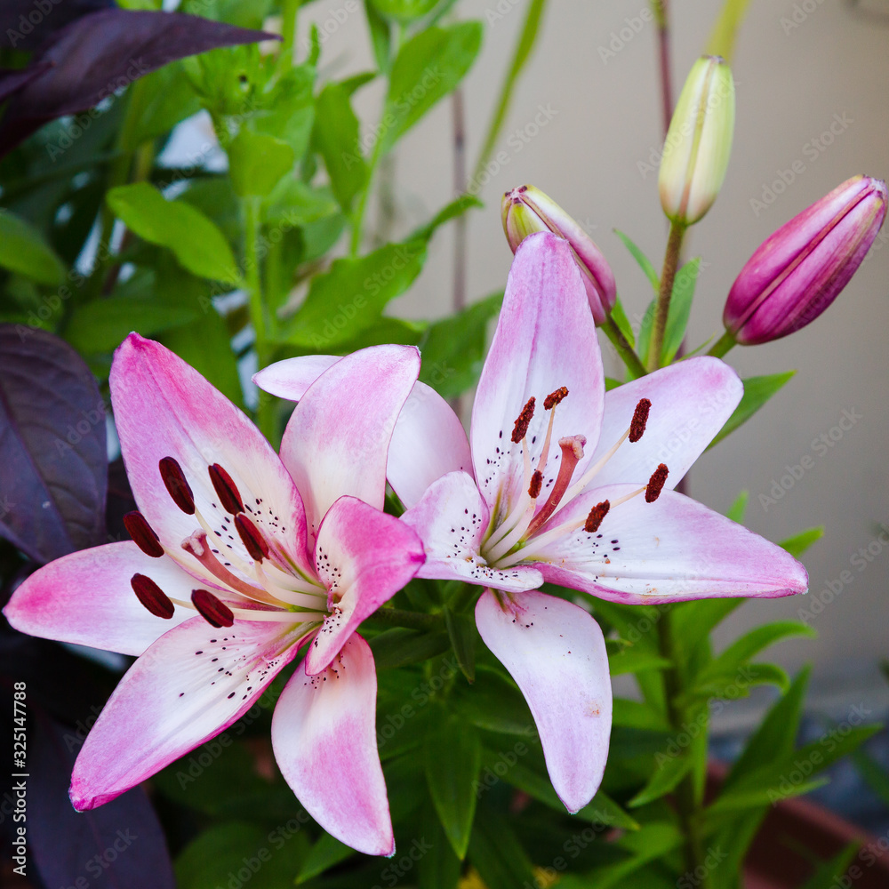 Fototapeta premium Beautiful oriental hybrids in bloom. Growing bulbous oriental lilies in the garden. Bright flower of oriental hybrids. 