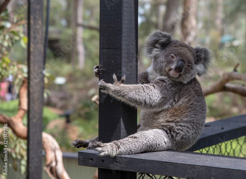 Photography koala in a tree