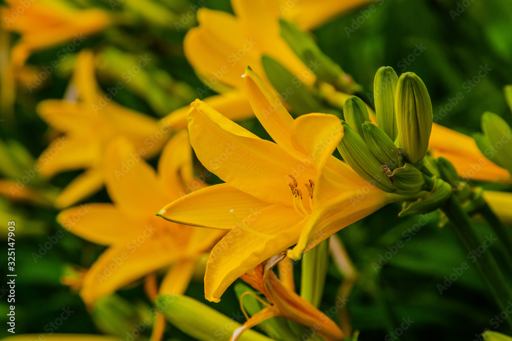 Obraz premium Yellow flowers of hemerocallis middendorffii in garden
