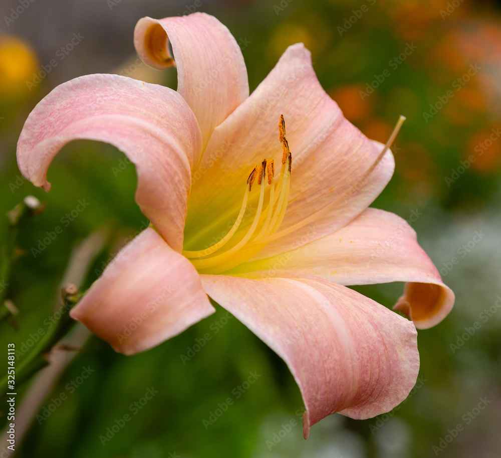 Flowering Day-lily flowers (Hemerocallis flower), closeup in the sunny day.  The beauty of decorative flower in garden .