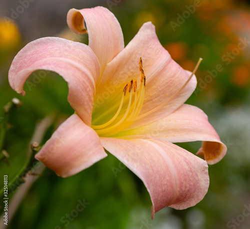 Flowering Day-lily flowers  Hemerocallis flower   closeup in the sunny day.  The beauty of decorative flower in garden .