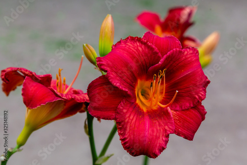 Flowering Day-lily flowers (Hemerocallis flower), closeup in the sunny day.  The beauty of decorative flower in garden .