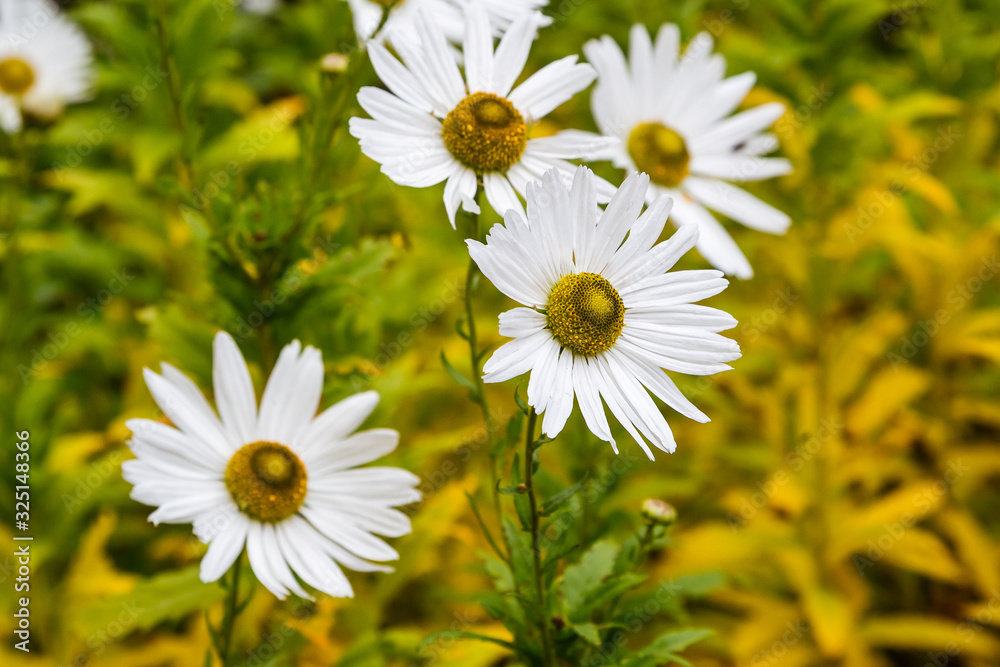Obraz premium Flowers of autumn chamomile (Leucanthemella serotinum) in autumn garden