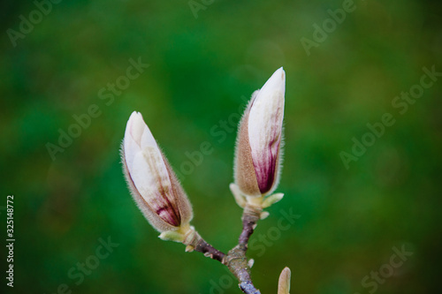 Close-up of beautiful two buds on magnolia branch tree in spring park forest