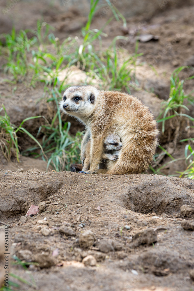 Fototapeta premium Portrait of meerkat female hiding her baby with blurred background