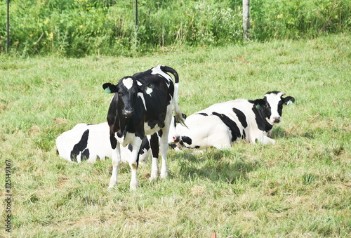 Three Holsteins