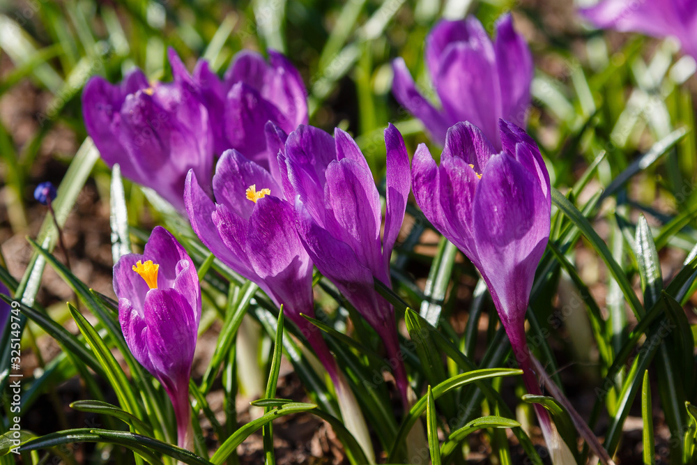 Crocus, plural crocuses or croci is a genus of flowering plants in the iris family. A single crocus, a bunch of crocuses, a meadow full of crocuses Crocus, plural crocuses or croci is a genus of flowering plants in the iris family. A single crocus, a bunch of crocuses, a meadow full of crocuses