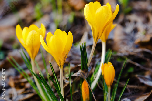 Billede på lærred Crocus, plural crocuses or croci is a genus of flowering plants in the iris family