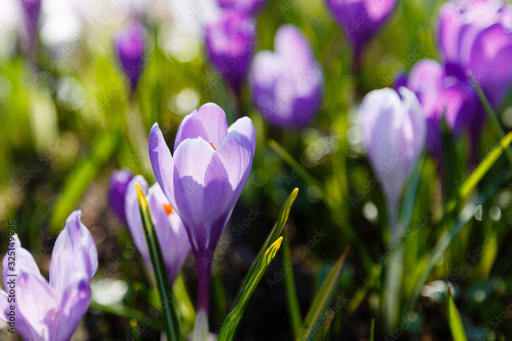 Crocus, plural crocuses or croci is a genus of flowering plants in the iris family. A single crocus, a bunch of crocuses, a meadow full of crocuses Crocus, plural crocuses or croci is a genus of flowering plants in the iris family. A single crocus, a bunch of crocuses, a meadow full of crocuses