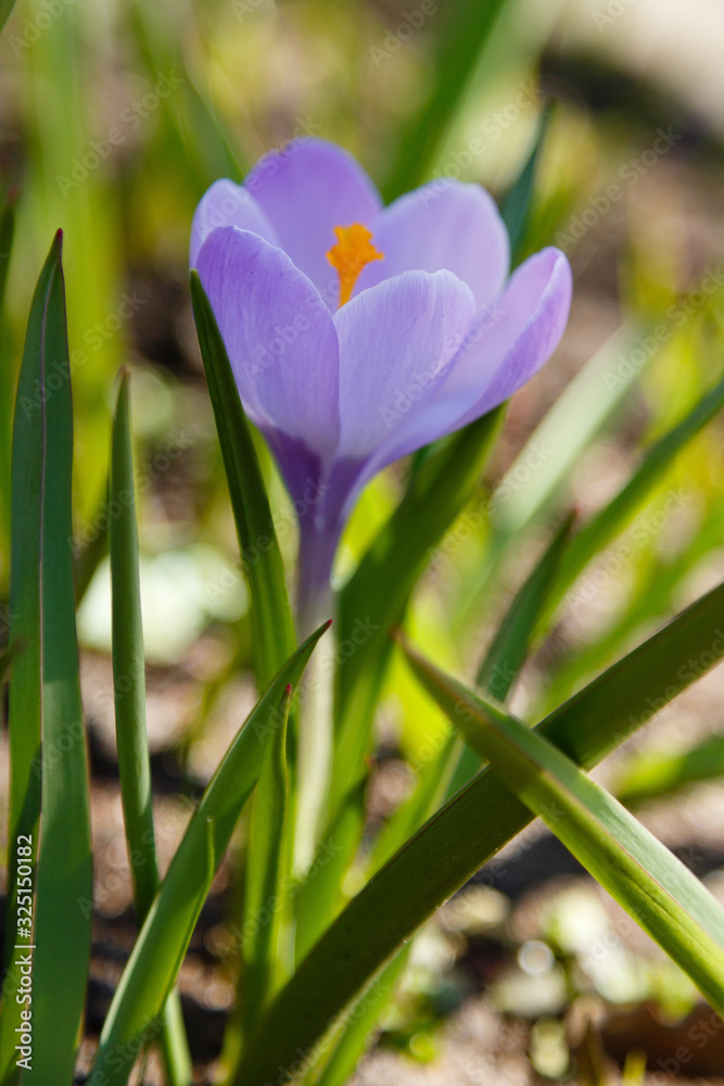 Crocus, plural crocuses or croci is a genus of flowering plants in the iris family. A single crocus, a bunch of crocuses, a meadow full of crocuses Crocus, plural crocuses or croci is a genus of flowering plants in the iris family. A single crocus, a bunch of crocuses, a meadow full of crocuses