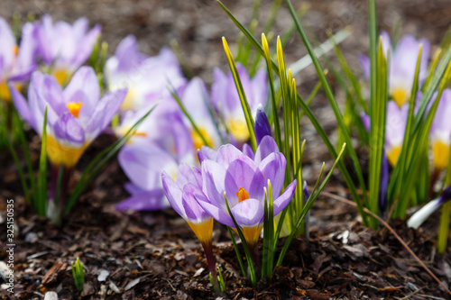 Crocus, plural crocuses or croci is a genus of flowering plants in the iris family. A single crocus, a bunch of crocuses, a meadow full of crocuses