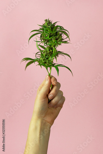 Woman's Hand Holding Raw Cannabis Plant with Buds From Medical Marijuana or Hemp on Pink Background with Copy Space	