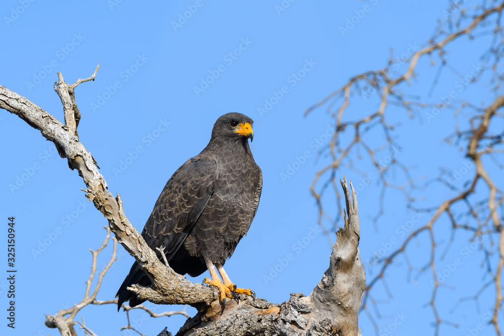 Cuban Black Hawk Portrait on Blue Sky Cuban Black Hawk Portrait on Blue Sky