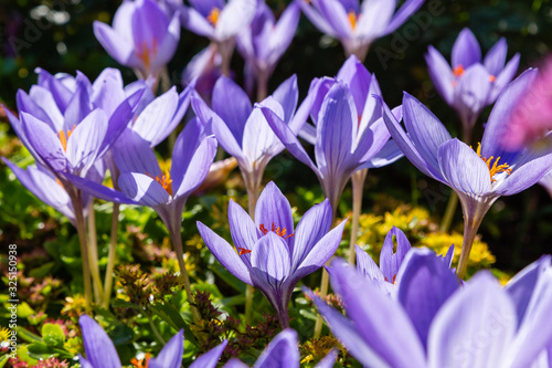 Crocus speciosus (sort Artabir), Bieberstein's crocus in bloom, autumn ornamental flower photo