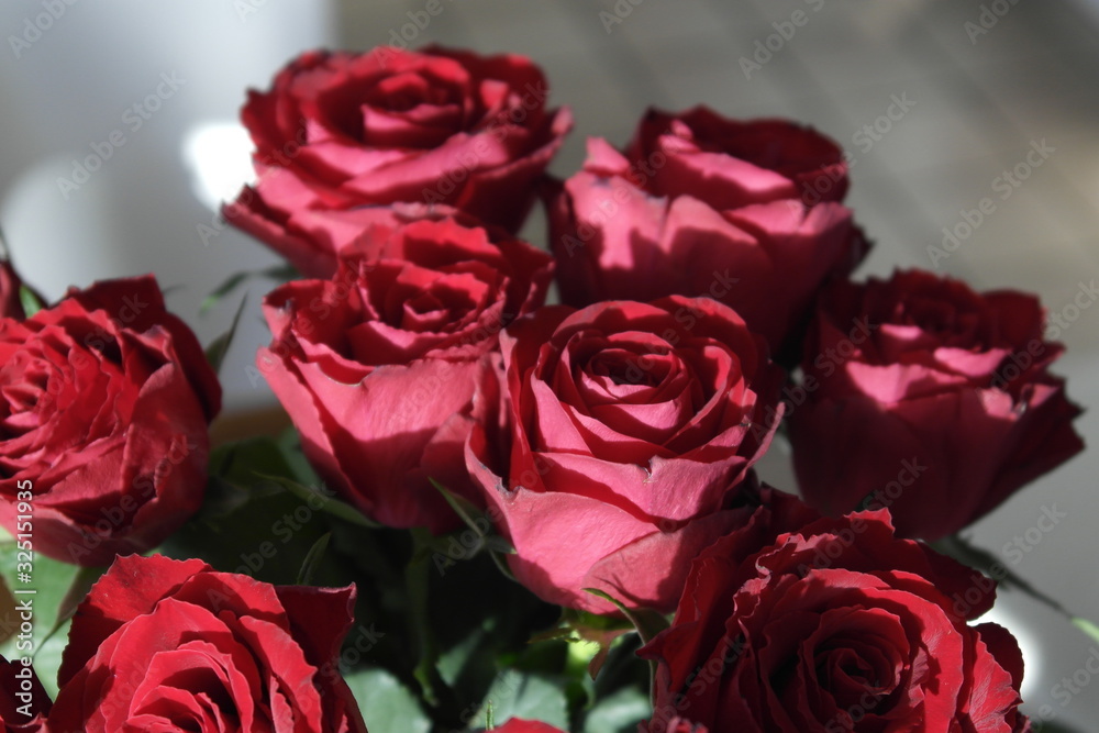 Fototapeta premium Rote Rosen in der Morgensonne