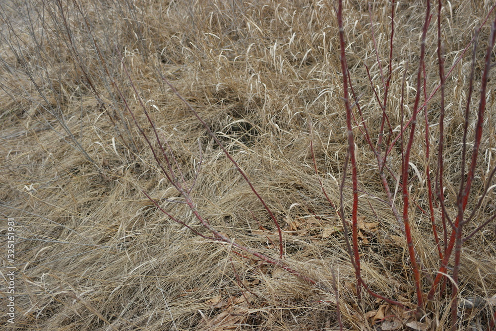 grass in the field grass in the field